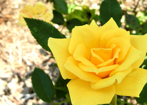 ミニチュアローズ